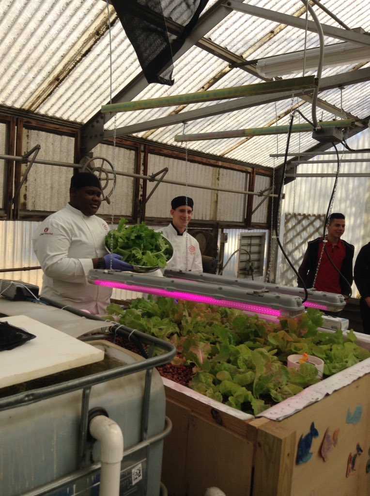 ACCSustainGo's tweet image. Students from ACC Culinary Arts harvested our Aquaponics lettuces today.  Tomorrow they will make a a huge salad for staff.  Ms. Schall's science students replanted while TV Production filmed it all! #APSGreen @APSCareerCenter @Margaretchungcc