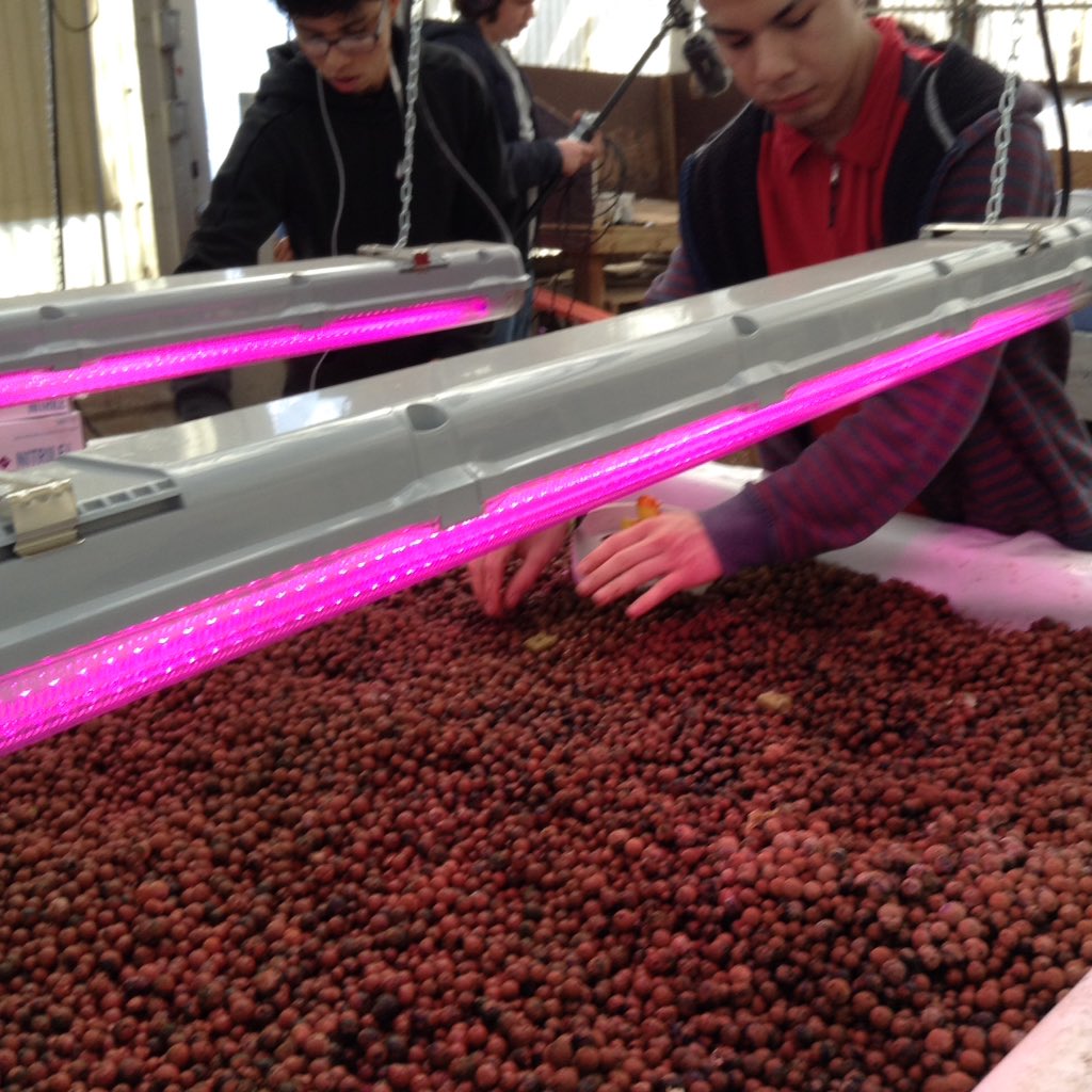ACCSustainGo's tweet image. Students from ACC Culinary Arts harvested our Aquaponics lettuces today.  Tomorrow they will make a a huge salad for staff.  Ms. Schall's science students replanted while TV Production filmed it all! #APSGreen @APSCareerCenter @Margaretchungcc