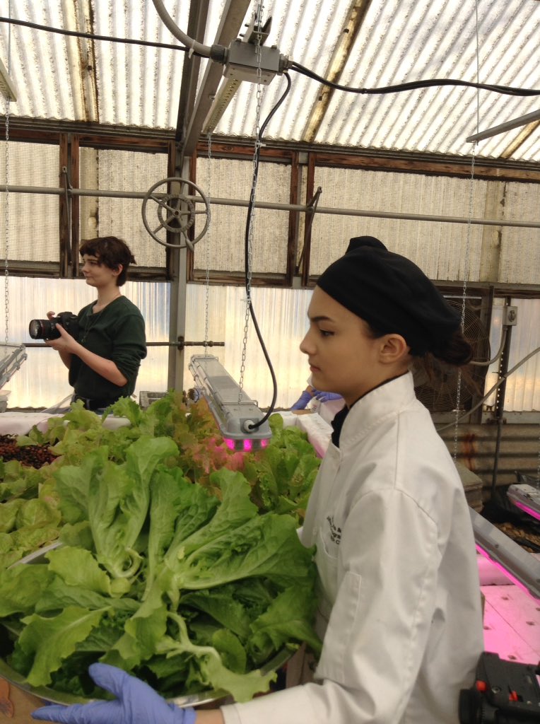 ACCSustainGo's tweet image. Students from ACC Culinary Arts harvested our Aquaponics lettuces today.  Tomorrow they will make a a huge salad for staff.  Ms. Schall's science students replanted while TV Production filmed it all! #APSGreen @APSCareerCenter @Margaretchungcc