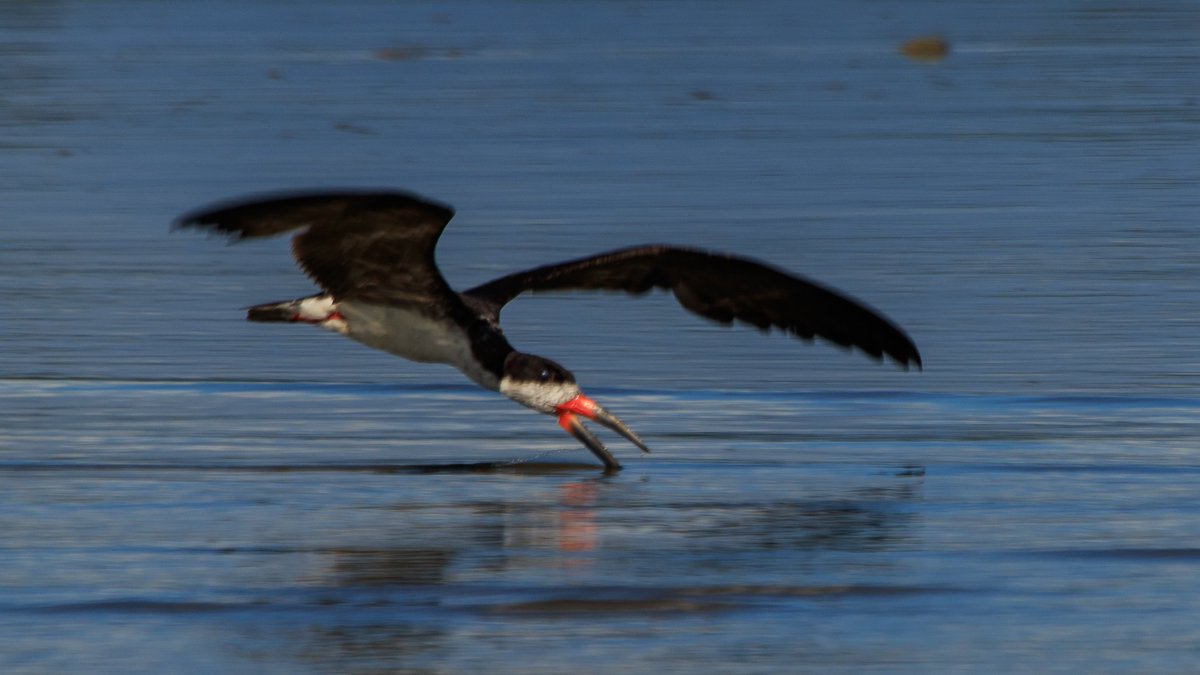 JWurcher's tweet photo. Black Skimmer | https://t.co/0BJjfCuKBq | #black #skimmer #birding #birdwatching #trinidad #southamerica #caribbean #globalbirder https://t.co/KKOCnOcE5h