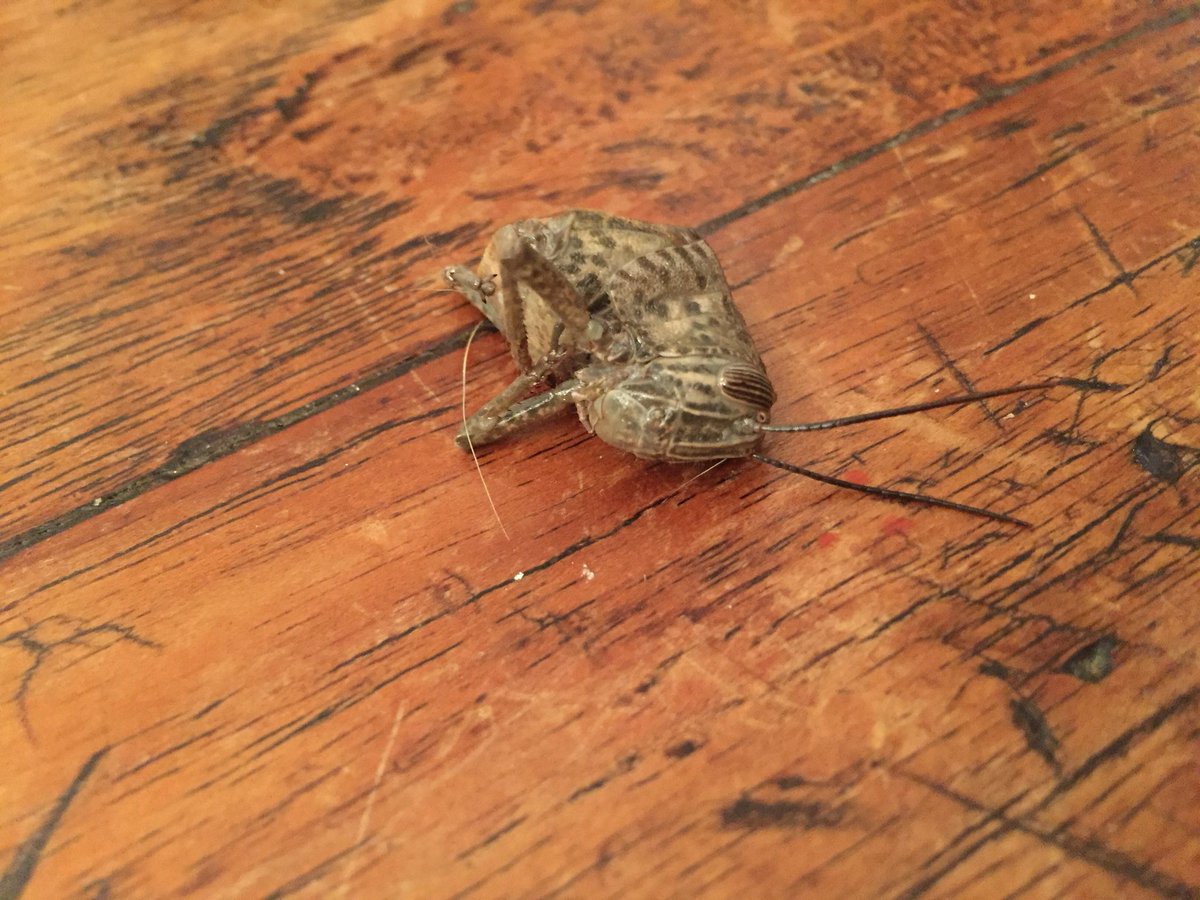 Eric van Westbroek tweet media