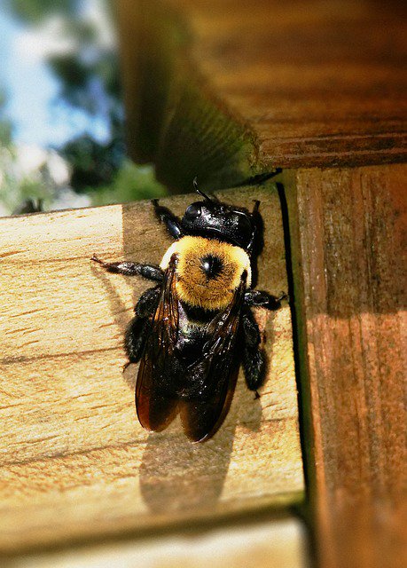 thebeekeeperman's tweet photo. Raising honey bees is necessary for this world, I wish everyone understands that...  #beefarming https://t.co/NdFsZflFWH