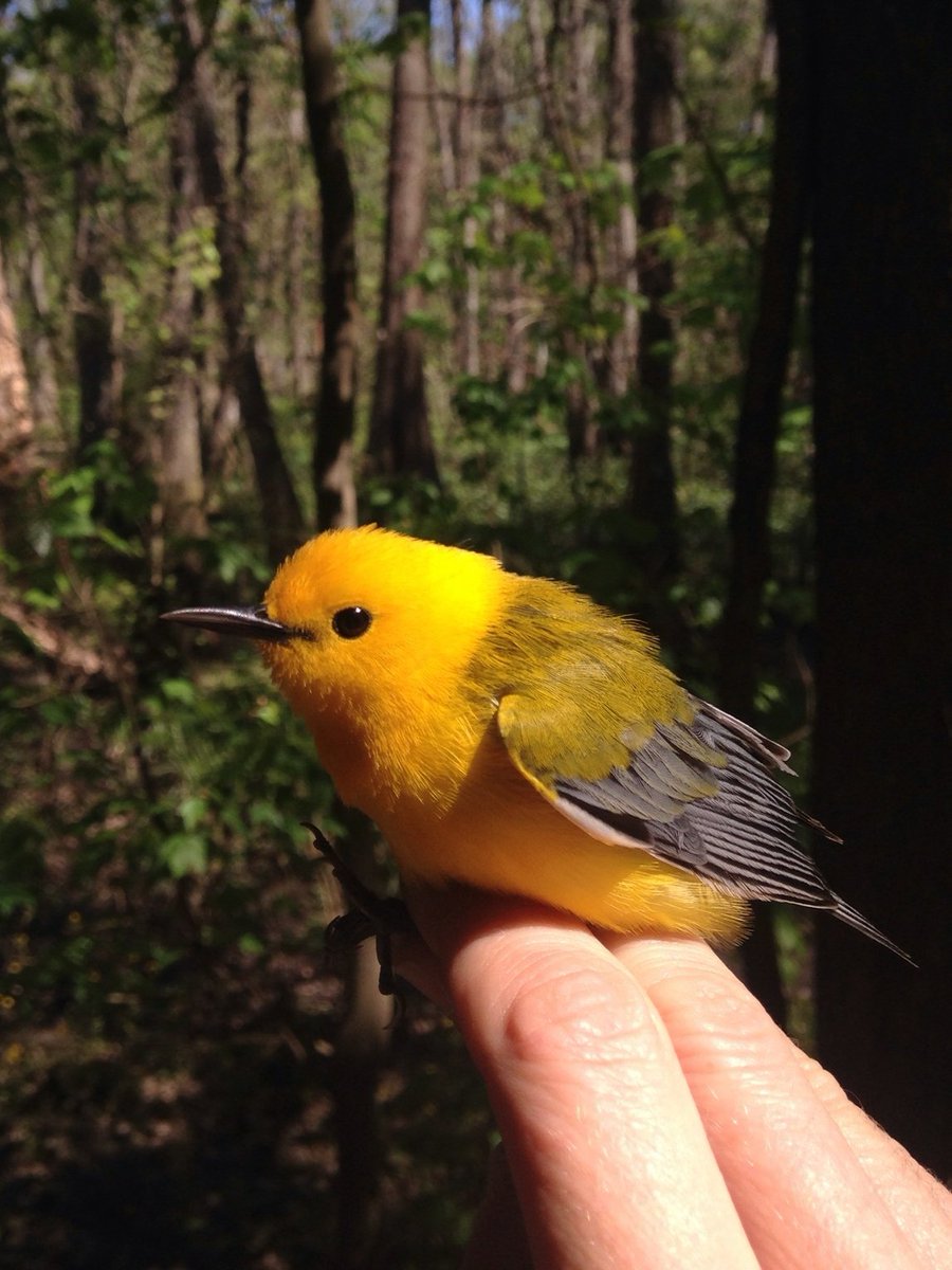 KatieLPercy's tweet image. First #geolocator recovered this season! Lauren Solomon, our returning technician from last summer, had the honor of recapturing this beautiful male Prothonotary @BRECParks Bluebonnet Swamp. @AudubonLA
