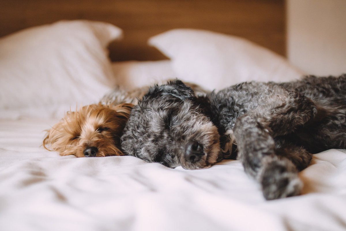 theblackburninn's tweet photo. Happy #NationalPuppyDay!

Pack your bags and bring your furry family members with you - we'll have a special bed and treat.

Leave us a note in the Special Requirements box at checkout - don't forget to share your pet's name.

Book today: https://t.co/TrptW9WJUc https://t.co/wNj4VJ43rQ