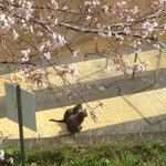 ちょっとかなり癒やされるｗ猫たちが春の訪れを感じさせてくれる花見写真