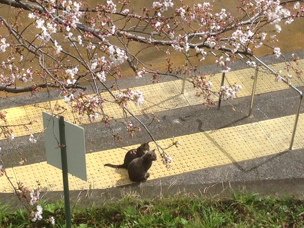 ちょっとかなり癒やされるｗ猫たちが春の訪れを感じさせてくれる花見写真
