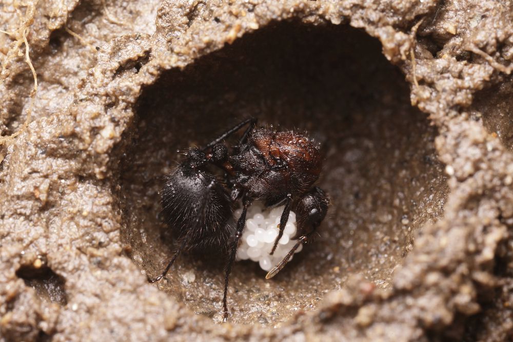 Colonies117's tweet image. Blog - Caring For Your Formicarium
buff.ly/2FWuYHi
#Ants #AntFarms #AntFarmsforsale