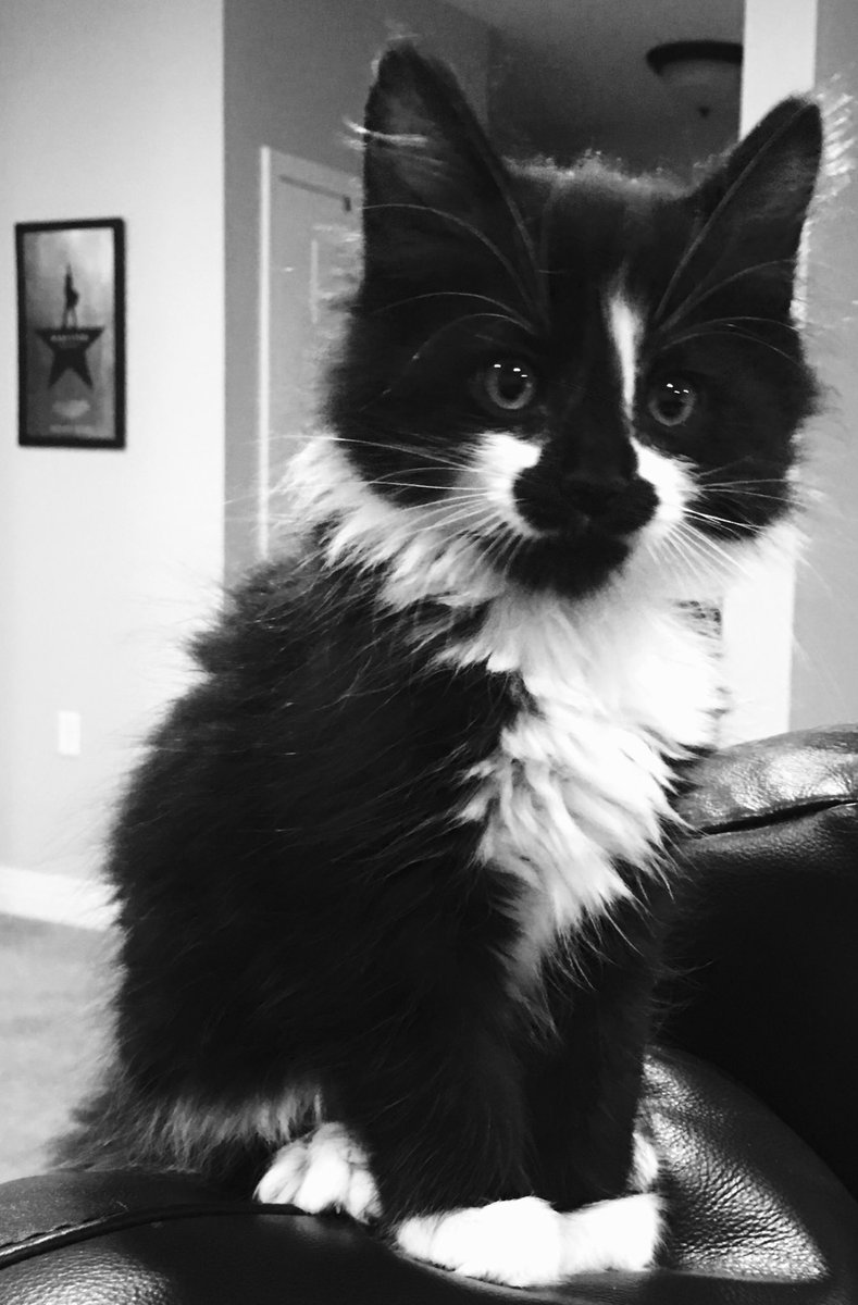 paulettedeedot's tweet photo. .@Lin_Manuel - this guy is named after you!
#catsofhamilton
#goatee
#hamiltonlove
@HamiltonMusical https://t.co/a3LveYZw94