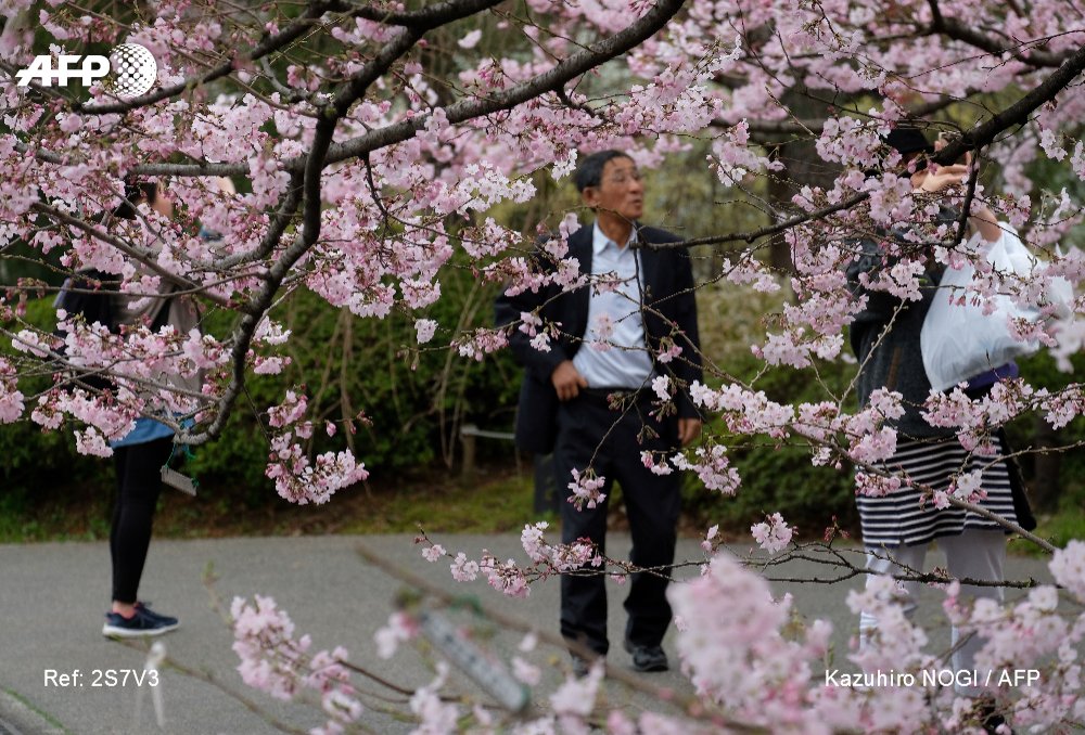 Agence France Presse On Twitter La Saison Des Cerisiers