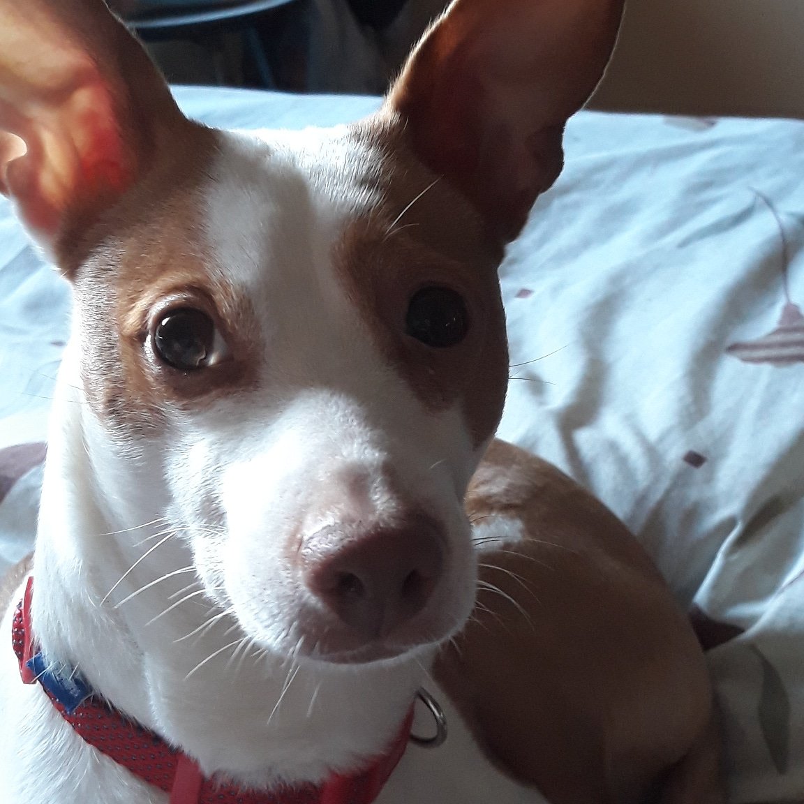 Rosacuquina's tweet photo. #Ponunpodencoentuvida #diainternacionaldelpodenco #podencos #adoptanocompres #midarcy #podencodecasa #noalacaza https://t.co/xwx20uc8fY