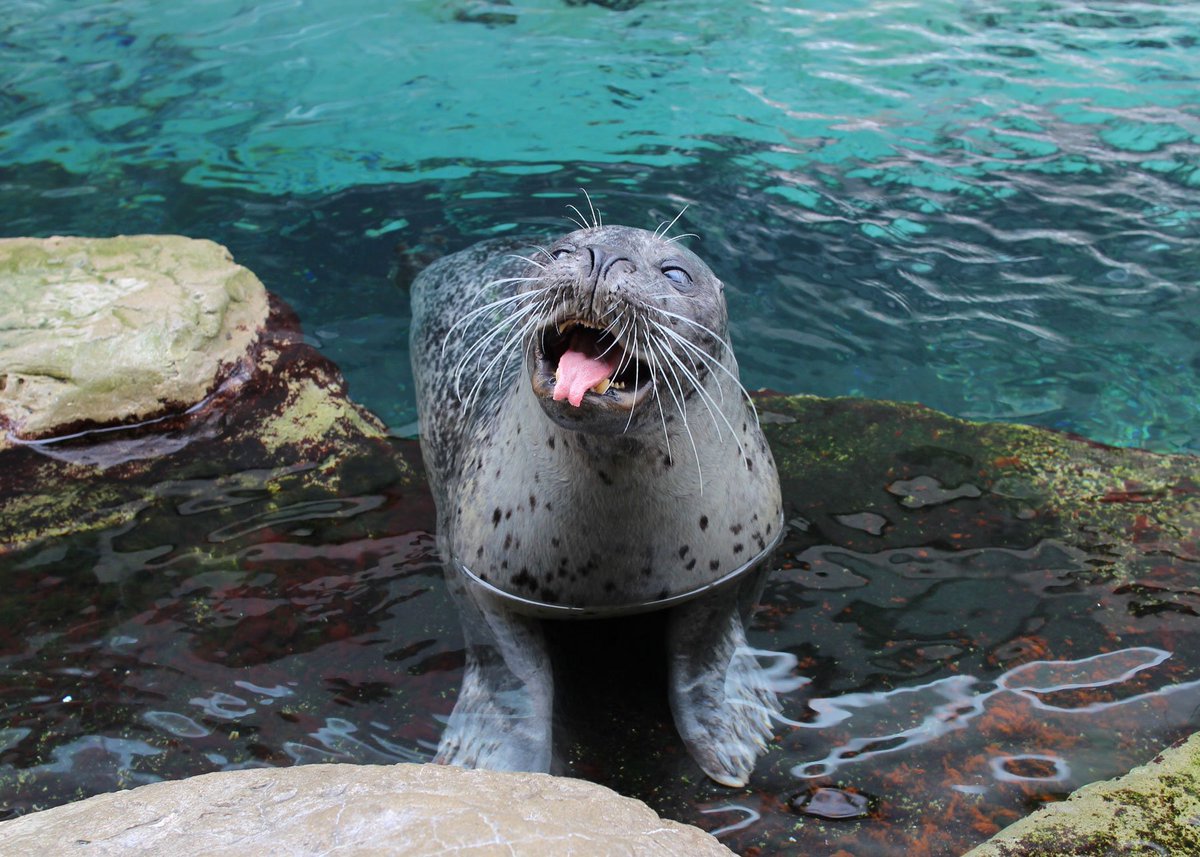 Happy #InternationalSealDay!