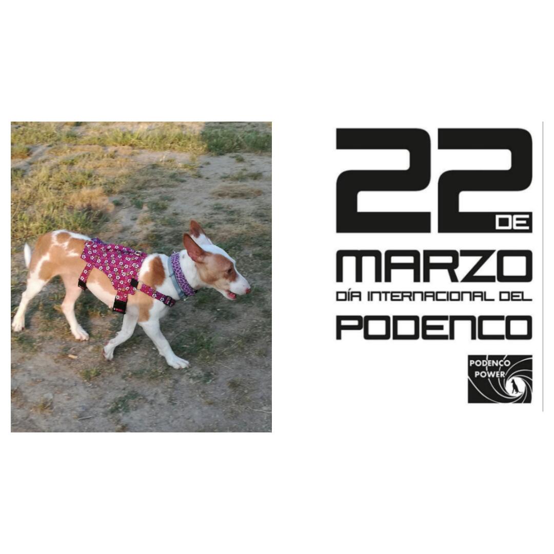 luls79's tweet photo. #Ponunpodencoentuvida
#ponunpodencoentuvida
#22marzodíainternacionaldelpodenco
#adoptaunpodenco
#podencodecaSa
#adoptaunpodenco
#nocompresadopta https://t.co/xawB9GLHve