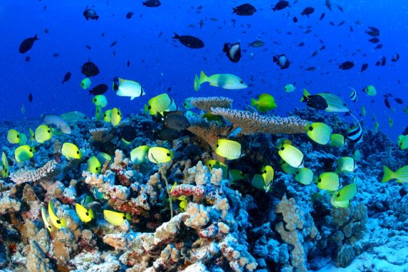 Governments around the world should step up and create large marine protected areas with strong safeguards. Protecting 30% of the world’s oceans would be good news for the many species, including ours. <a href="/savingoceans/">savingoceans</a>  pew.org/2Grnacj #protect30