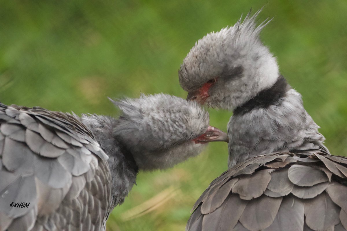 Mararda10's tweet image. A pair of southern screamers preening one another. @PaigntonZoo #bird #birds #southernscreamer #Zoo #Paignton #Devon