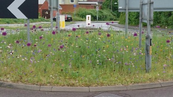 Dear councils, many roundabouts could be biodiversity-boosting wildflower havens rather than closely-mown grass deserts, and still be safe for traffic! Pic via @MeadowInGarden