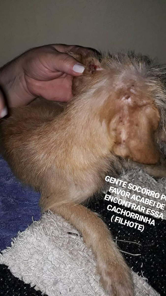 dudaamaralrr's tweet photo. GENTE POR FAVOR EU TO CHORANDO D+ EU ENCONTREI ESSA CACHORRINHA E NÃO TENHO CONDIÇÃO DE FICAR COM ELA NA MINHA CASA NEM DE LEVAR EM UMA CLÍNICA MEU PAI N��O QUER/PODE AJUDAR E MINHA MÃE USOU O DINHEIRO DA SEMANA DELA PRA COMPRAR O REMÉDIO E ETC E AQUI NO PRÉDIO N PODE ANIMAL ASSIM https://t.co/udJuPQkCoP