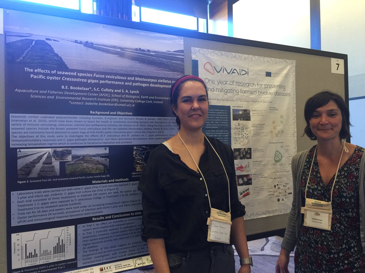 CullotyS's tweet photo. PhD student Babette Bookelaar @uccBEES @eriucc has been presenting her research on our @agriculture_ie REPOSUS project on how herpes virus may be transmitted at aquaculture sites and the wider ecological impacts of this virus in marine systems #shellfish2018 #oysters #Seattle https://t.co/TWwUumK02S