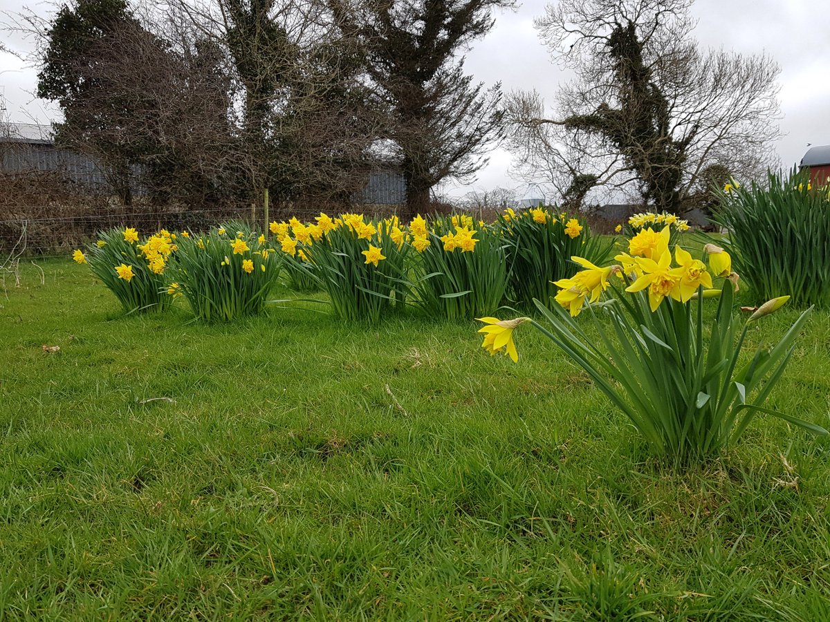 icmsa2's tweet photo. Spring has landed at the lane cottage https://t.co/4xzEvsWJHX