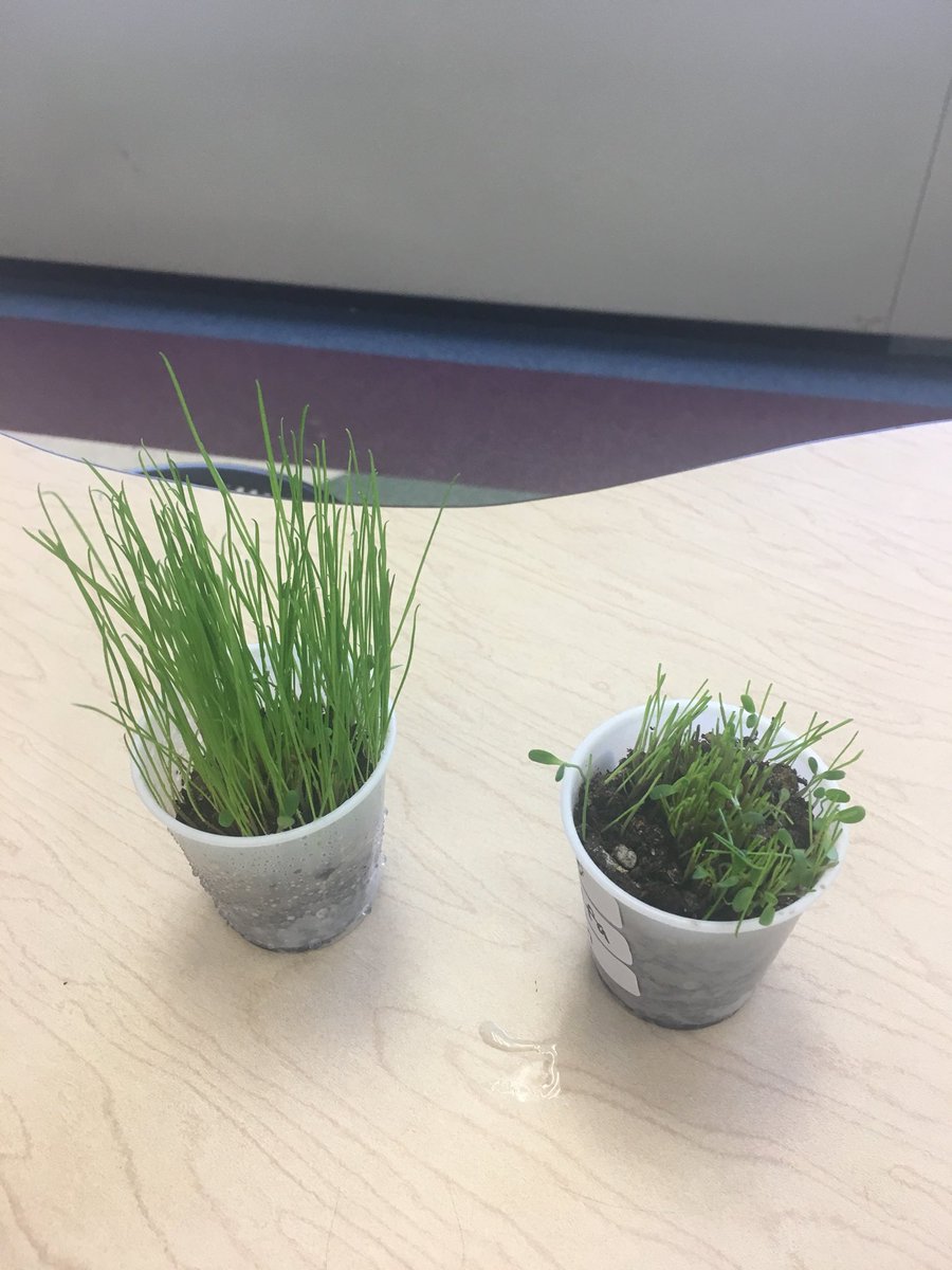 SueZitter's tweet image. Growing grass for science in 1Z. Our lawn before and after mowing. @haddonES1 #FOSSscience