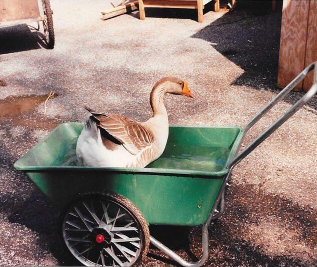 JimBreheny's tweet photo. On Monday, we euthanized Mert our goose @BronxZoo Mert was featured on THE ZOO @AnimalPlanet &amp; stole the show &amp; the hearts of millions of viewers. An inoperable tumor affected his quality of life so sadly we made the decision to euthanize. https://t.co/A6HSMsx6vt   #RIPMert https://t.co/TuItcOtFkg
