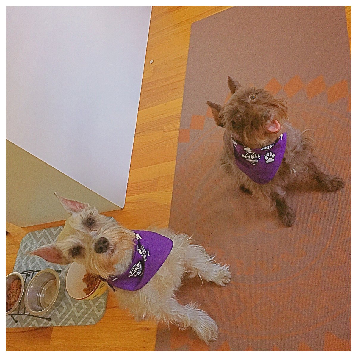 My love bugs love their bandanas and we love supporting <a href="/HumaneTampaBay/">Humane Society Tampa</a> #mario #jayda <a href="/SHRTampa/">Seminole Hard Rock Tampa</a>