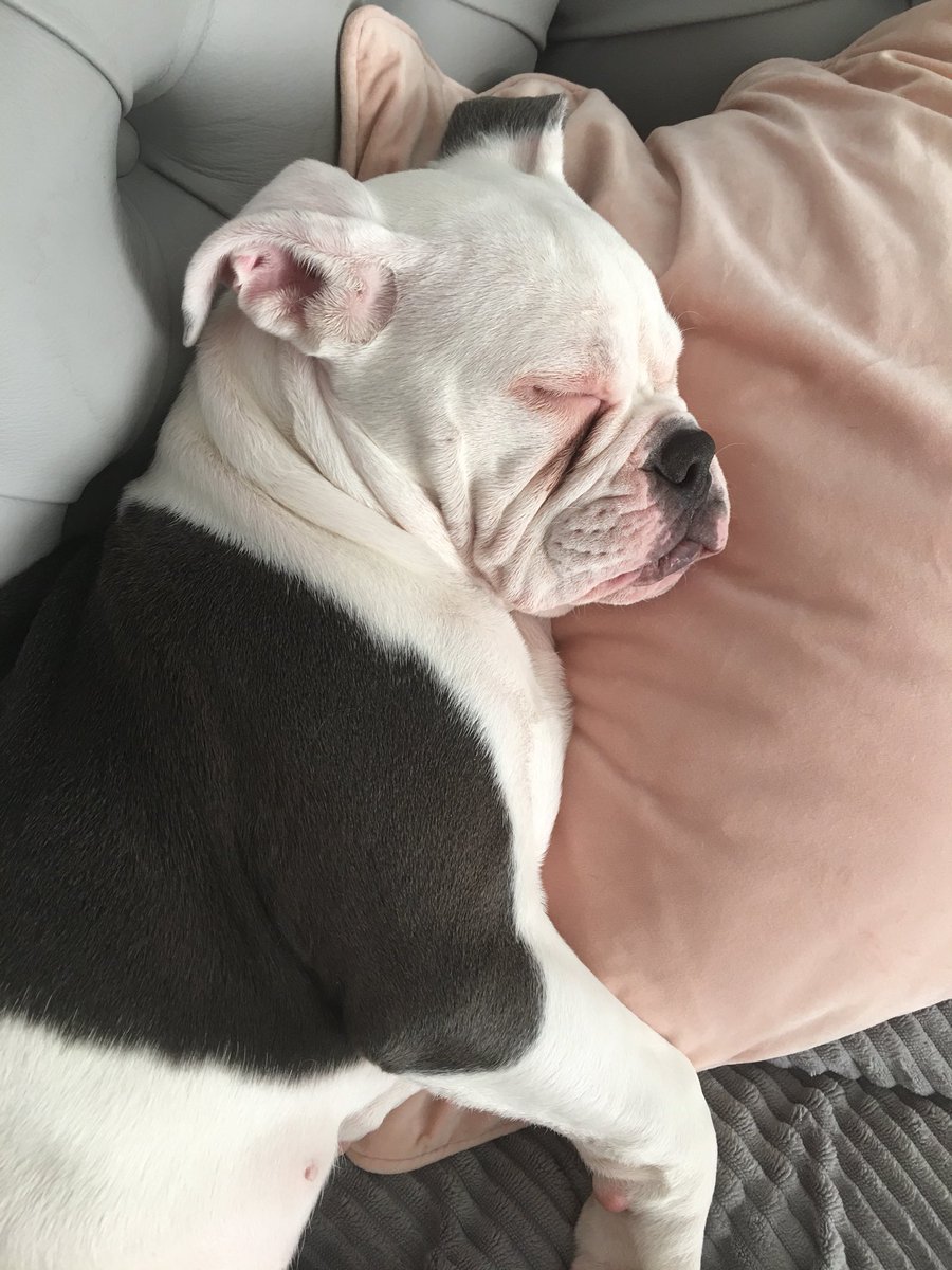krxyleigh's tweet photo. if anyone is having a bad time here’s some pictures of Lola (she likes naps) https://t.co/1286JeLvOI