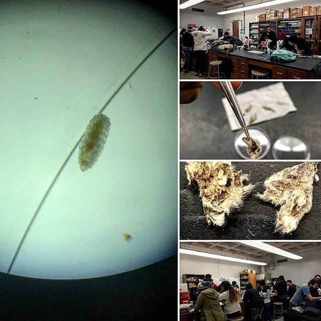 cecidologists's tweet photo. Guest lecture and lab went really well today! #gallsofinstagram #galls #insectagram #insects #research #scienceeducation #labwork #benchtime https://t.co/Jw1Uva1uTV https://t.co/sndE7ojCK5