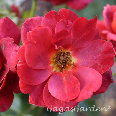 gagasgarden's tweet photo. 'Hot Cocoa' this #rose is on its own-root, grown in Central Illinois zone 6b, Illinois, color intensifies in cool weather, nice russet tones. #gardeningtips #MyJPRoses https://t.co/XnotTK2Ws2