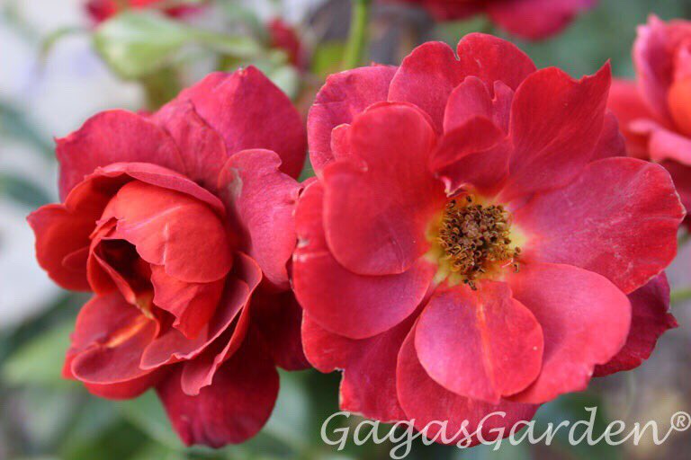 gagasgarden's tweet photo. 'Hot Cocoa' this #rose is on its own-root, grown in Central Illinois zone 6b, Illinois, color intensifies in cool weather, nice russet tones. #gardeningtips #MyJPRoses https://t.co/XnotTK2Ws2