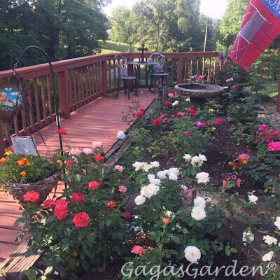 gagasgarden's tweet photo. 'Hot Cocoa' this #rose is on its own-root, grown in Central Illinois zone 6b, Illinois, color intensifies in cool weather, nice russet tones. #gardeningtips #MyJPRoses https://t.co/XnotTK2Ws2