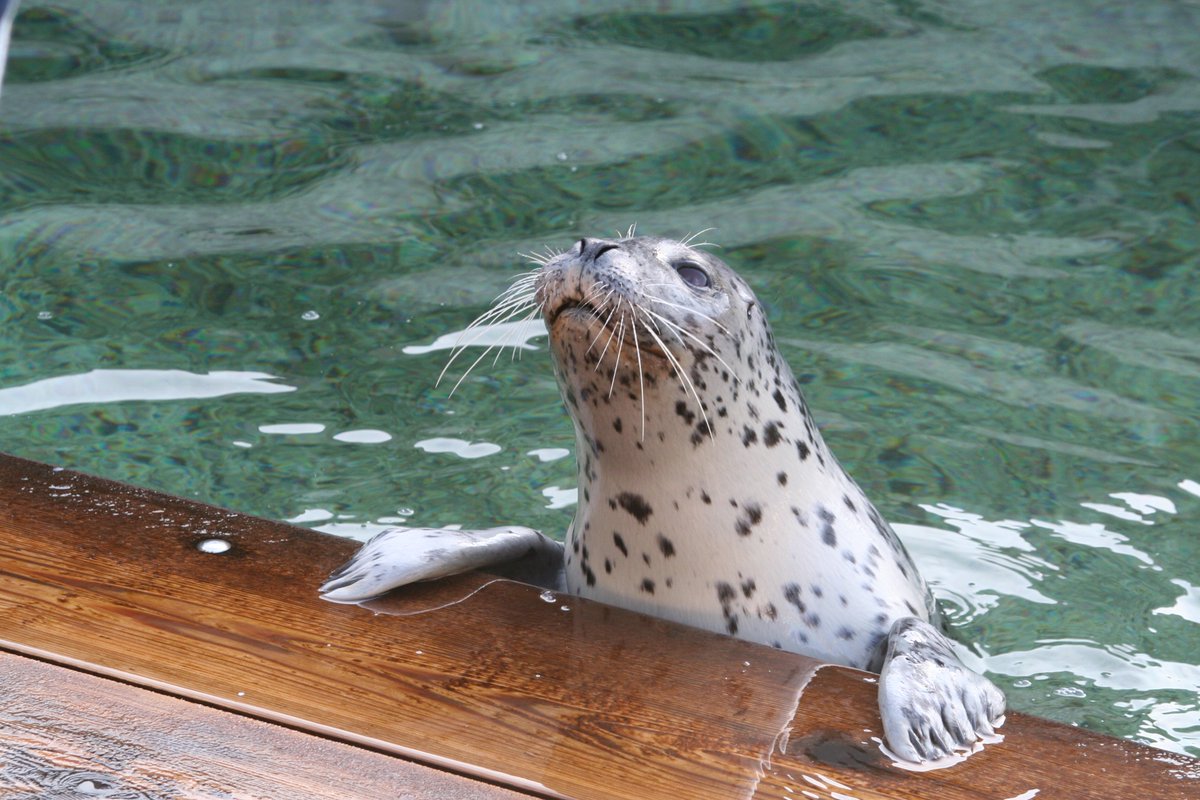 Just popping up to say happy #internationalsealday!