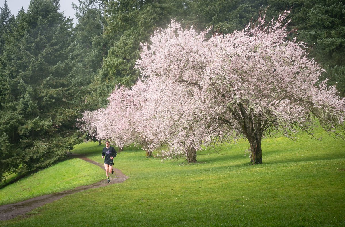 joeturic's tweet photo. My Pocket of #Portland, day 22.  Runner on Mount Tabor.  In a span of 15 minutes that I spent up on Mount Tabor the weather went from cold and chilly to rain and hail to warm sun.  We've had quite the spring weather today!  #pdx #mounttabor #getolympus https://t.co/jsIDfJ4xqN