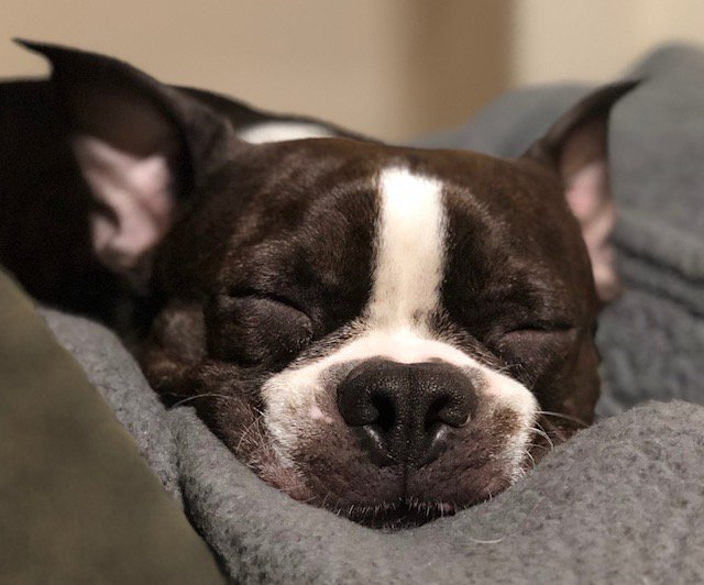 #DYK one of the great benefits to our adult pet Optimum Wellness Plans are the bi-annual physical exams, allowing us to catch illnesses early before they escalate and adjust your pet’s care as needed. Click here to learn more: banfield.com/pet-healthcare…