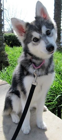 theahlly's tweet photo. Alaskan Klee Kai - 18" tall fully grown That's one of the cutest dogs I've ever seen. https://t.co/Nl2O7IYqGf