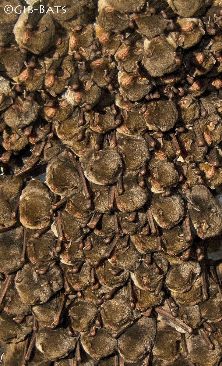 Batman_Shipman's tweet image. Privileged to talk about @GibBats project as well as #Trees 🌳 and @civictrees to the #Kent #Batgroup this evening! It was lovely to see you all! Now for some sleep! 🦇😀😴