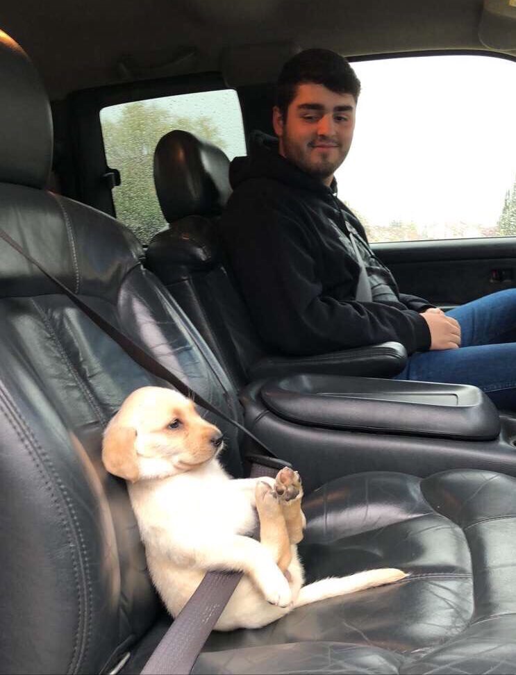 ilovefofuras's tweet photo. Um doguinho usando sinto de segurança é sim a melhor coisa que você verá hoje https://t.co/1T49Sxd6cX