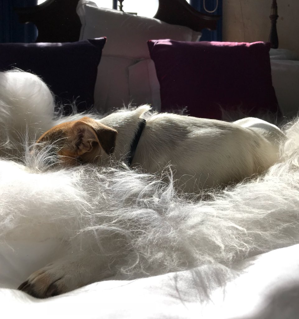 Hooverit's tweet photo. APPROVAL: ...when the house went quiet I knew exactly where moondog was basking in the sun.. #cowboykate #Icelandic #sheepskin #snuggledown
The Visitor by Kadhja Bonet
https://t.co/Qst02vCQC8 https://t.co/xX80sabbhm