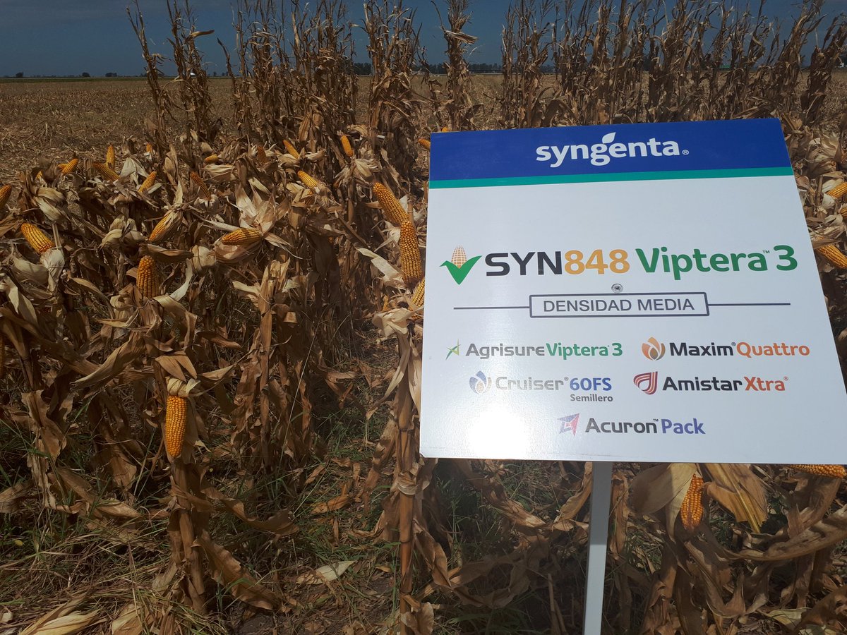 eugenia_bai's tweet photo. 3 híbridos @Syngenta_ar que se destacan esta campaña en Santa Fe, Depto. Castellanos #SYN875Vip3 #SYN840Vip3 #SYN848Vip3 https://t.co/E9nFUSa9Q9