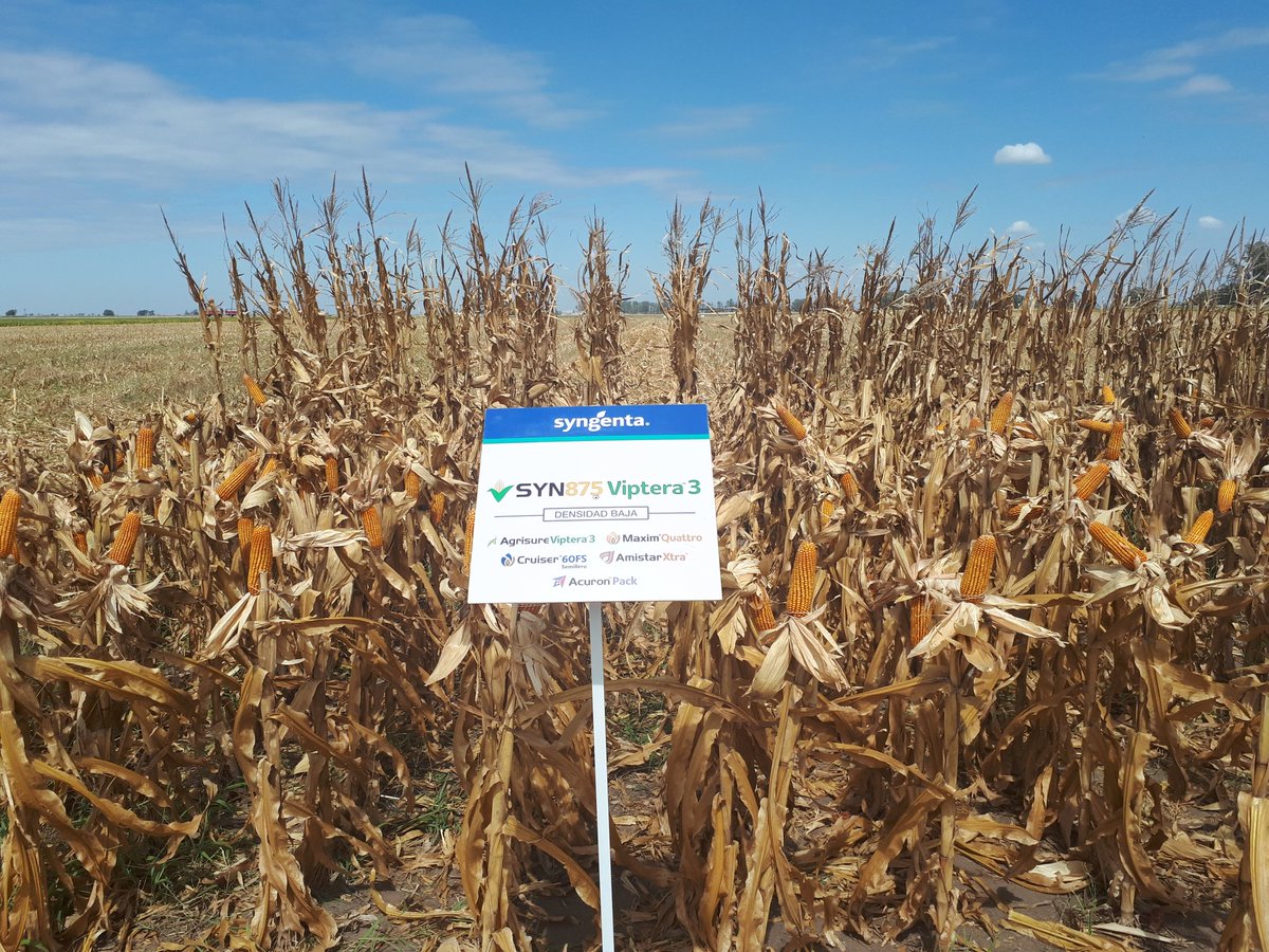 eugenia_bai's tweet photo. 3 híbridos @Syngenta_ar que se destacan esta campaña en Santa Fe, Depto. Castellanos #SYN875Vip3 #SYN840Vip3 #SYN848Vip3 https://t.co/E9nFUSa9Q9