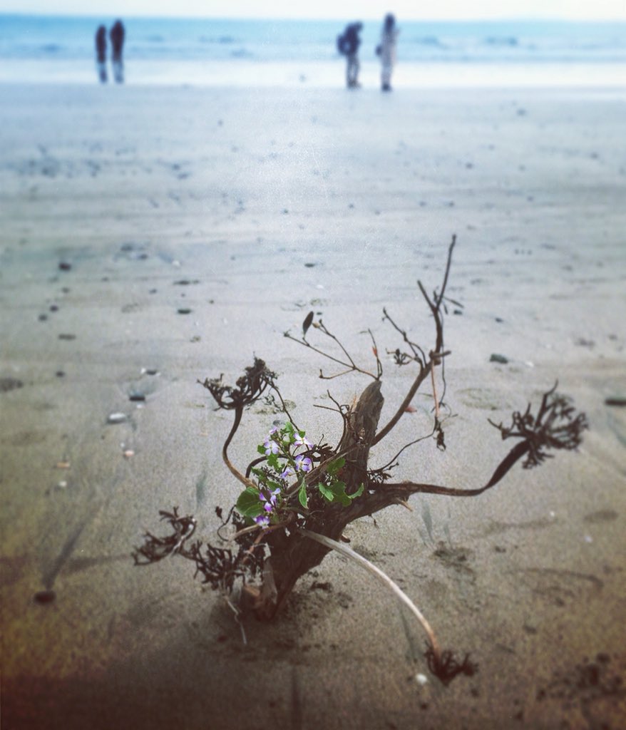 donalinha222's tweet photo. 長谷の海岸にて。

思い立って、その場の海藻、流木、野の花でのゲリラ花いけ(*^^*) 
その場の材料を使う楽しさ。

毎年定点観測している桜はまだでした。鎌倉のここの桜を見上げないと。春はw

#思い立って花いけ
#ゲリラ花いけ
#flowerpopping 
#instalation  #flowerart #hiroekato #kamakura https://t.co/8VcN48UeKI