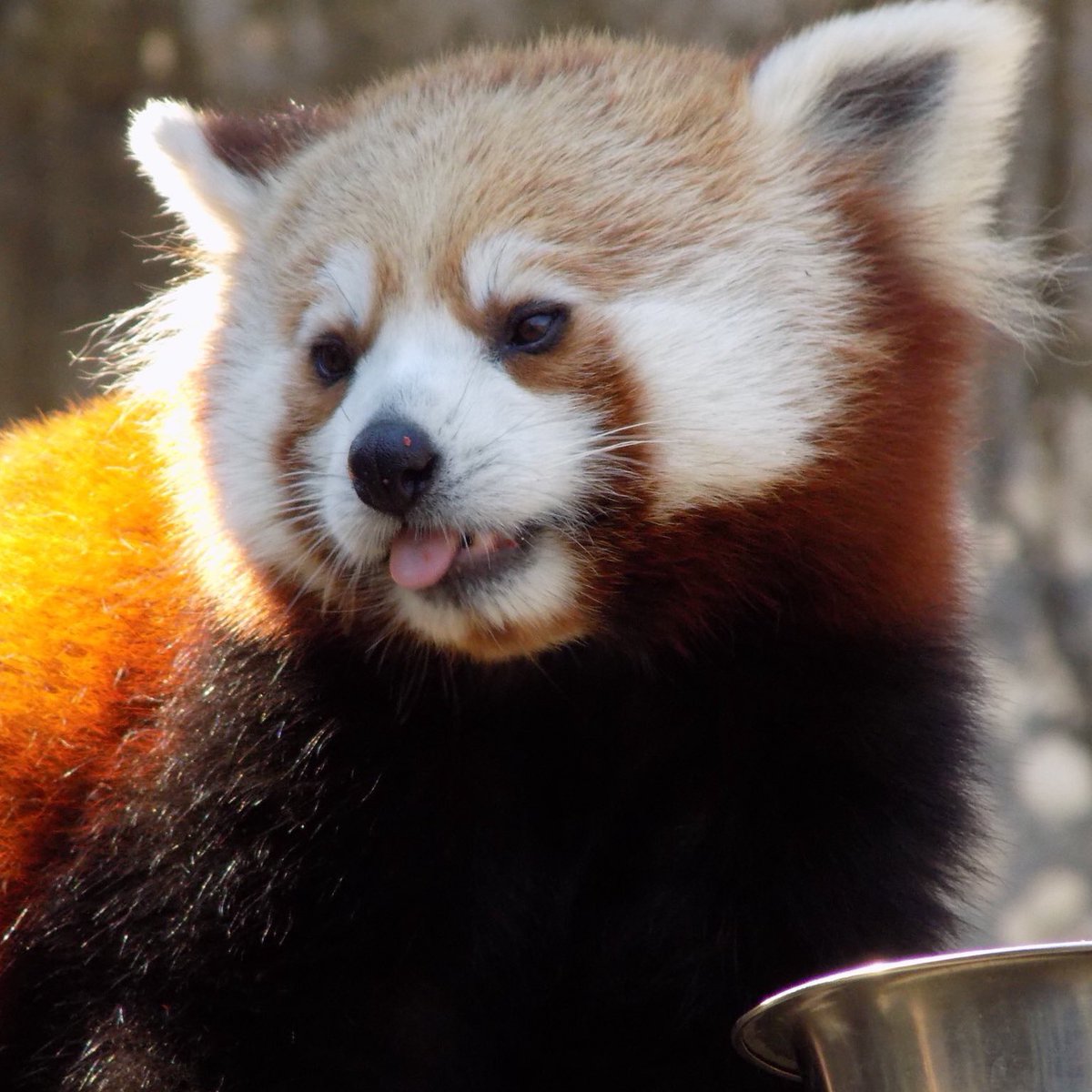 REDPANDA JUN tweet media