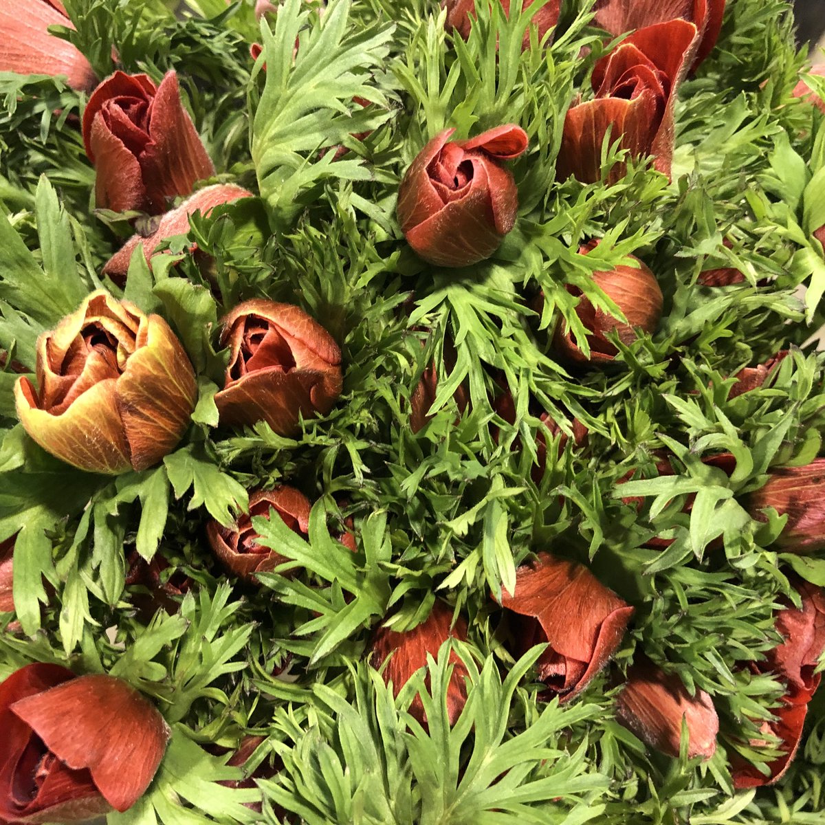 Maguelone Pontier (@maguelonep31) on Twitter photo Fleurs de la région <a href="/Occitanie/">Région Occitanie</a> au @MinToulouse ! Des horticulteurs en bas de chez vous ! <a href="/FleursRungis/">Rungis Fleurs</a> <a href="/CGAILLAC/">Chrystèle GAILLAC</a> @AnaelleGruaz <a href="/actutoulouse/">Actu Toulouse</a> Fleurs de la région <a href="/Occitanie/">Région Occitanie</a> au @MinToulouse ! Des horticulteurs en bas de chez vous ! <a href="/FleursRungis/">Rungis Fleurs</a> <a href="/CGAILLAC/">Chrystèle GAILLAC</a> @AnaelleGruaz <a href="/actutoulouse/">Actu Toulouse</a>