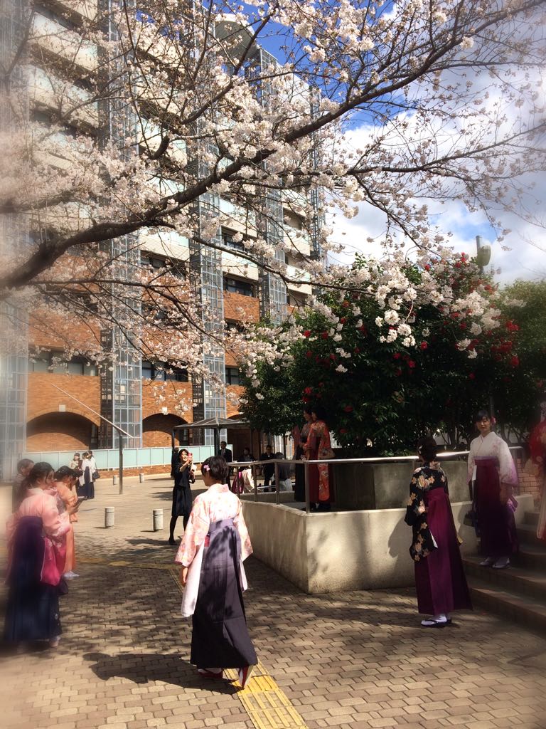 今日は仕事でocha卒です。桜が七分咲きで良い雰囲気。