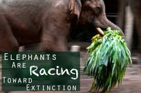 JjackX14's tweet photo. #RacingExtinction #StandForElephants #BanTrophyHunting #BanIvoryTrade ONLY ONE MAMMAL ON THIS PLANET IS SOLELY RESPONSIBLE FOR THE EXTINCTION CRISIS!! (EXTINCTION IS FOREVER!!) #tenzinj https://t.co/HTg2yvUdGy