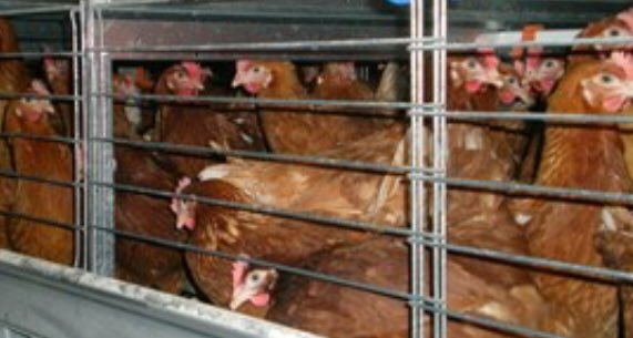 Kate Lyon (@kate_lyon_) on Twitter photo Here’s a pic of me on my <a href="/British_Airways/">British Airways</a> flight earlier. (Actually,these chickens look more hydrated because they wouldn’t give any bottled water 3hs into a 12h flight.) Nah. That’s not for me. “BA” = basic airline, barely acceptable, below average, bloody awful. 👎🏻 Here’s a pic of me on my <a href="/British_Airways/">British Airways</a> flight earlier. (Actually,these chickens look more hydrated because they wouldn’t give any bottled water 3hs into a 12h flight.) Nah. That’s not for me. “BA” = basic airline, barely acceptable, below average, bloody awful. 👎🏻