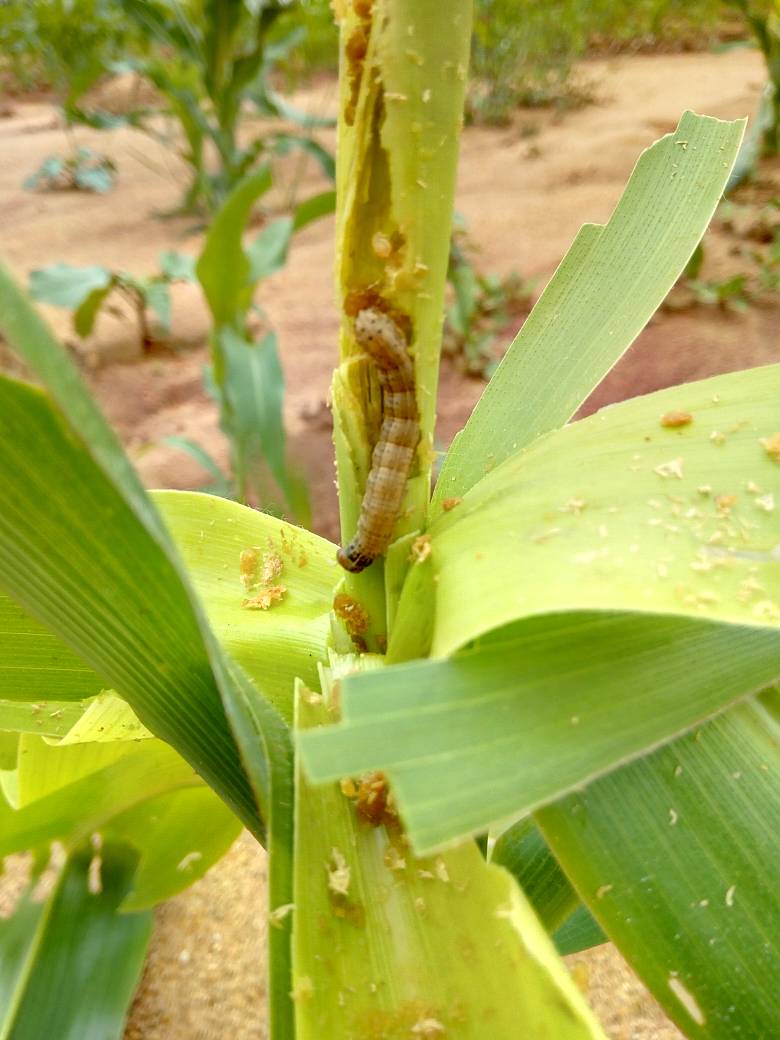 aatfafrica's tweet photo. #African #smallholder #farmers need tools and knowledge to control insect pests sustainably and avoid about 50% losses. #FAW #FightFAW
@FarmRadioMw @farmradio @FAOKnowledge @CropLifeIntl @CABI_News @CIAT_Africa @AfricanFarming @syngentafdn @CIMMYT @WEMAPartnership @OfabAfrica https://t.co/ghe5lmMD1C