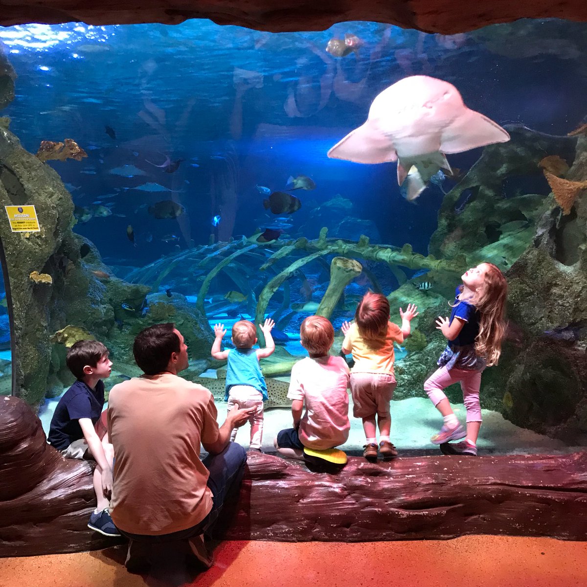 We had the best day <a href="/SEALIFEgrpevine/">SEA LIFE Grapevine</a>. Seahorses, jelly fish, sea turtles, sting ray and more, plus fun interactive learning experiences. I love seeing their faces light up while experiencing new things! Can’t wait to share our full trip on the blog! #hosted #SpringBreak