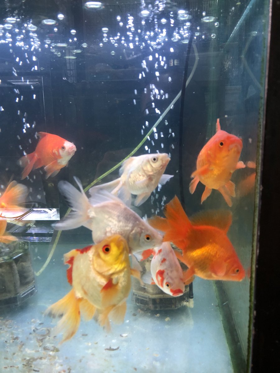 熱帯魚 加藤商店 大きい目の琉金 入荷しました 熱帯魚 加藤商店 大きい目の琉金 入荷しました