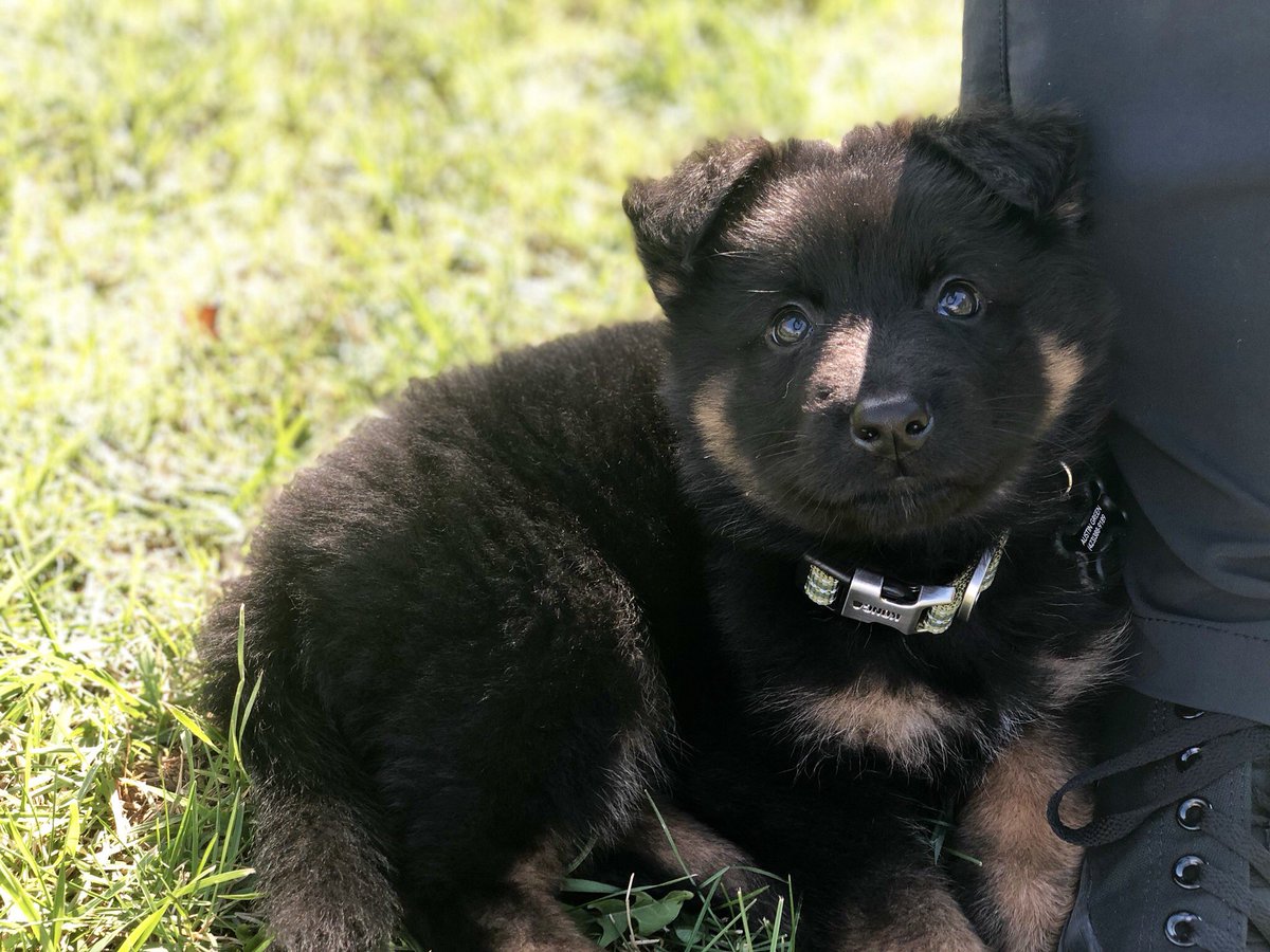 austincgreen09's tweet image. She’s perfect 🤷🏼‍♂️#missRiley