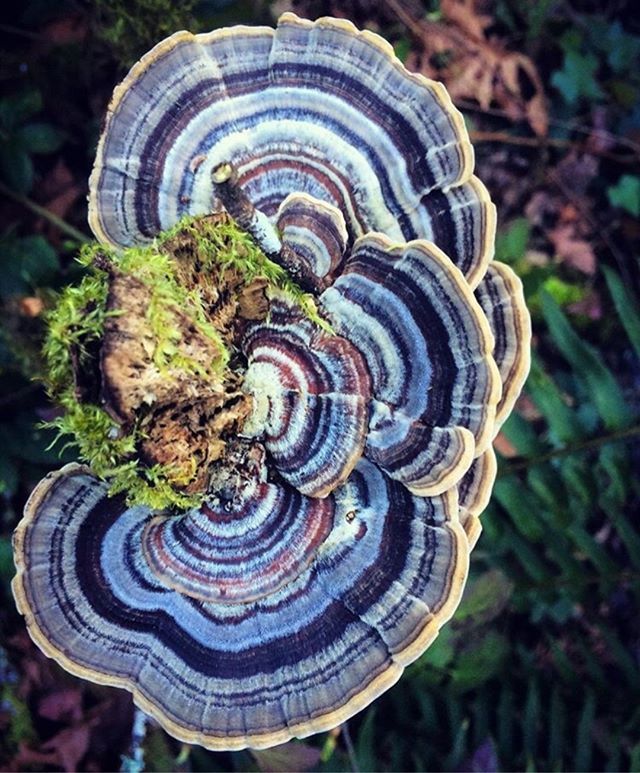 Real Mushrooms on Twitter "All about that turkey tail!!😍🍄😍🍄 Photo